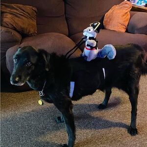 Medium to Large dog costume pirate  Squirrel